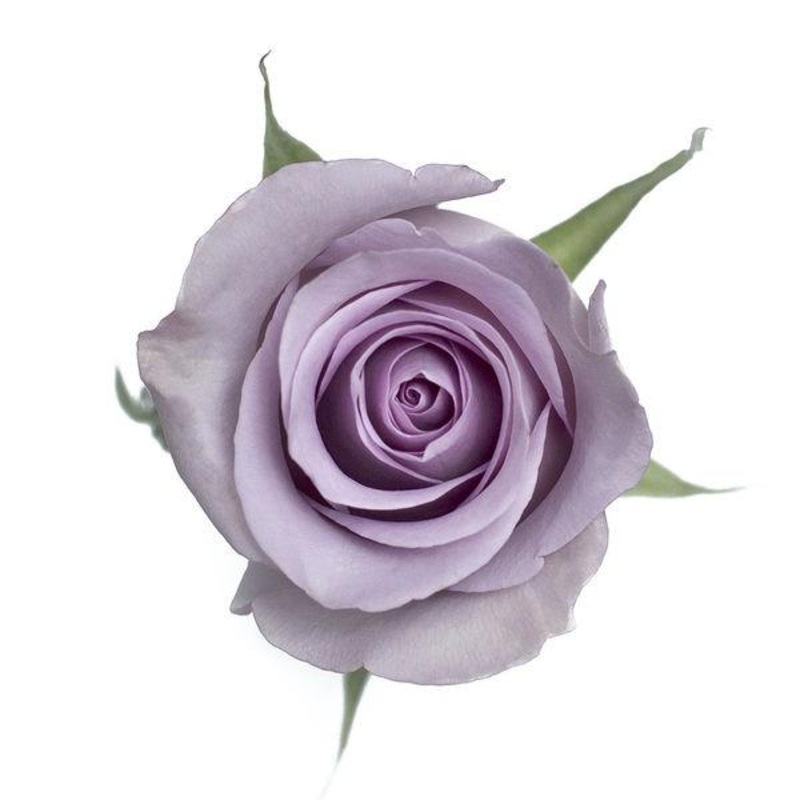 Rose Lavender – Bulk and Wholesale