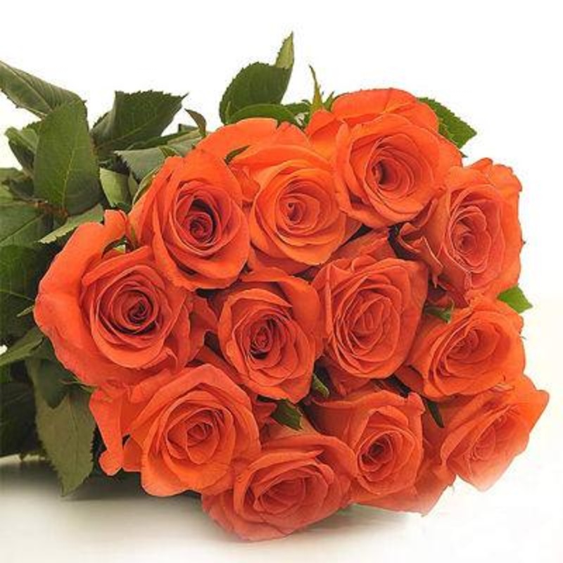 Rose Orange – Bulk and Wholesale