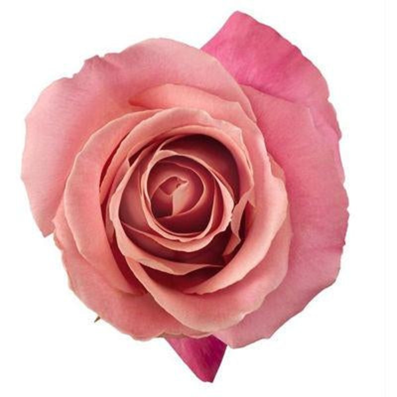 Rose Pink – Bulk and Wholesale