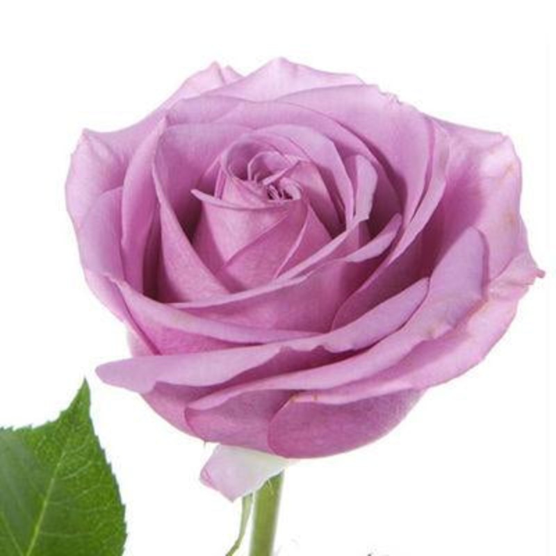Rose Purple – Bulk and Wholesale