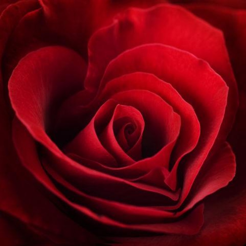 Rose Red – Bulk and Wholesale-1 Stem & 25 Stems