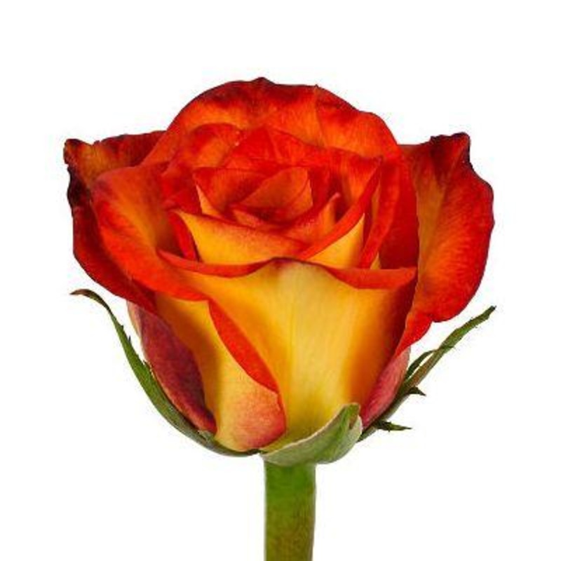 Rose Sunset – Bulk and Wholesale