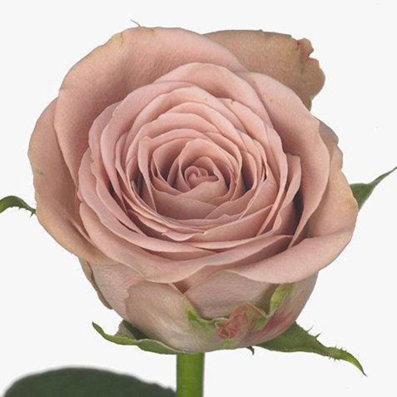 Rose Vintage Blush – Bulk and Wholesale