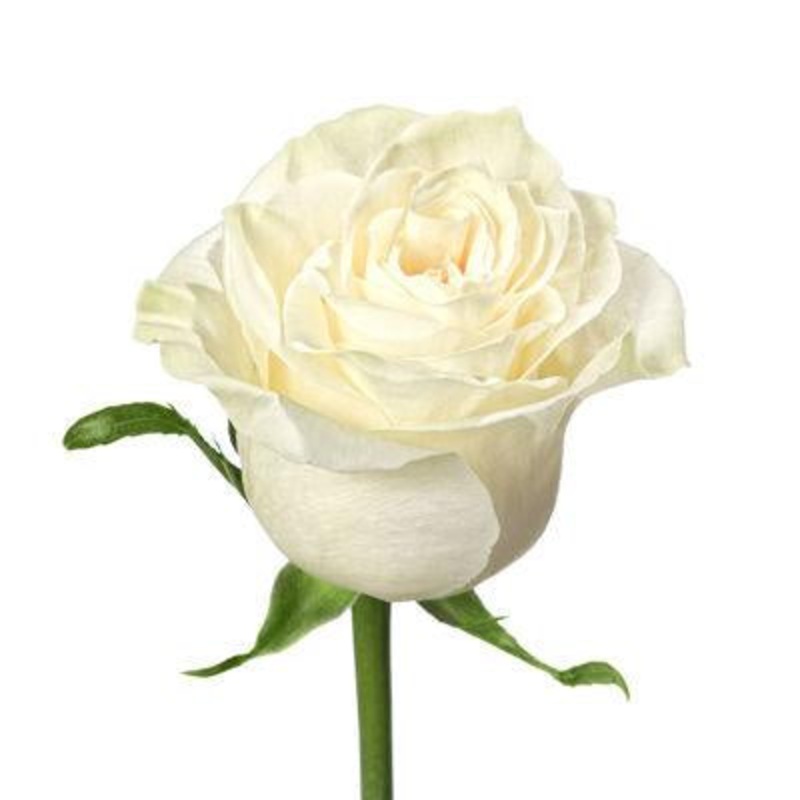 Rose White – Bulk and Wholesale