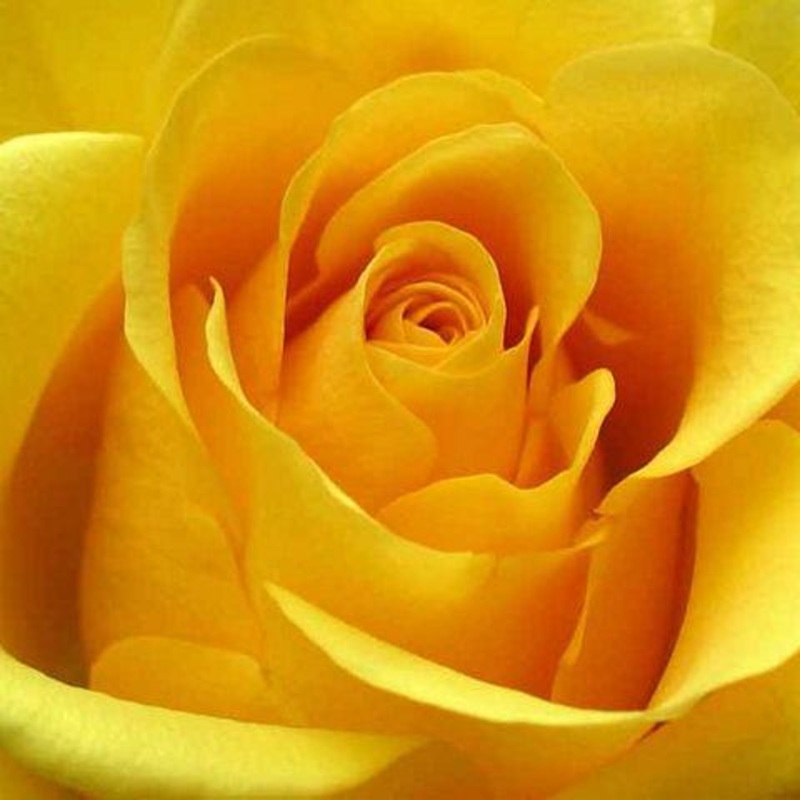 Rose Yellow – Bulk and Wholesale