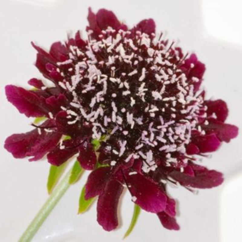 Scabiosa Burgundy – Bulk and Wholesale