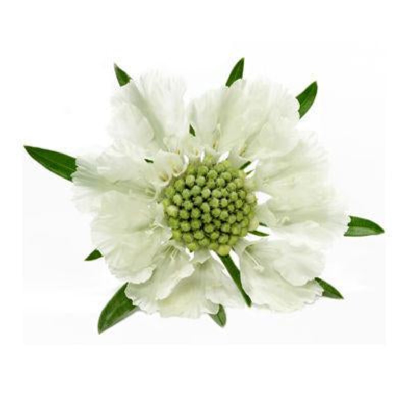Scabiosa White – Bulk and Wholesale