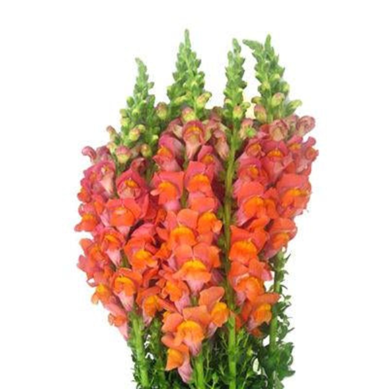 Snapdragons Orange – Bulk and Wholesale