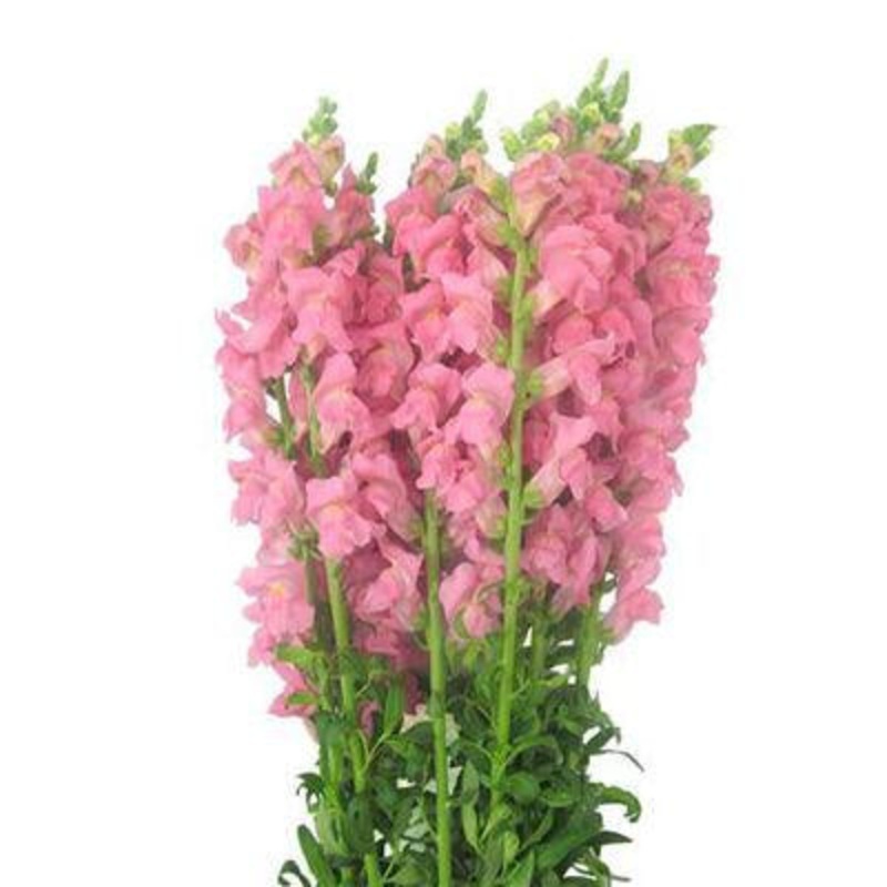 Snapdragons Pink – Bulk and Wholesale