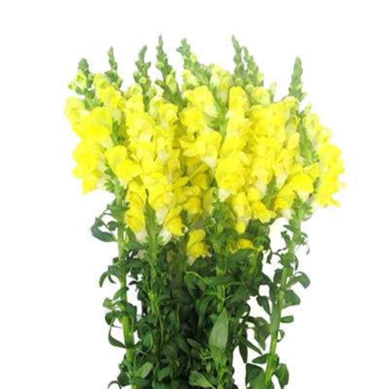 Snapdragons Yellow – Bulk and Wholesale