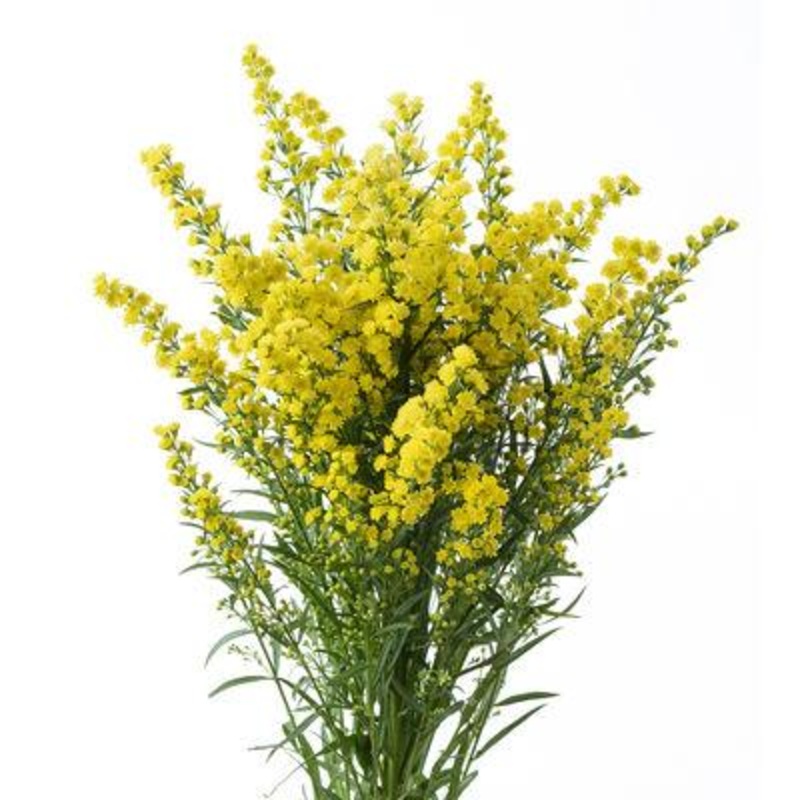 Solidago Yellow – Bulk and Wholesale