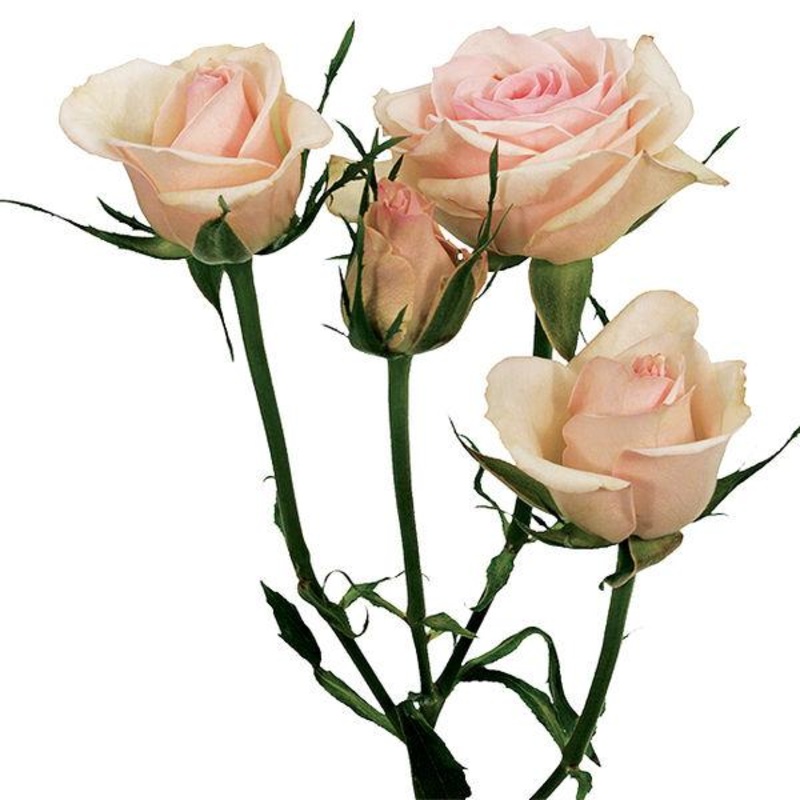 Spray Roses Blush Pink – Bulk and Wholesale