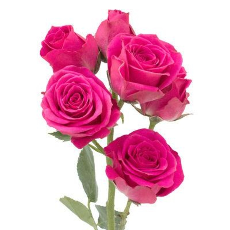 Spray Roses Hot Pink – Bulk and Wholesale