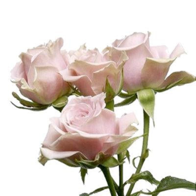 Spray Roses Light Pink – Bulk and Wholesale