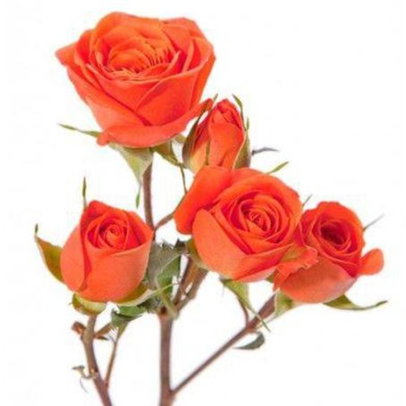 Spray Roses Orange – Bulk and Wholesale