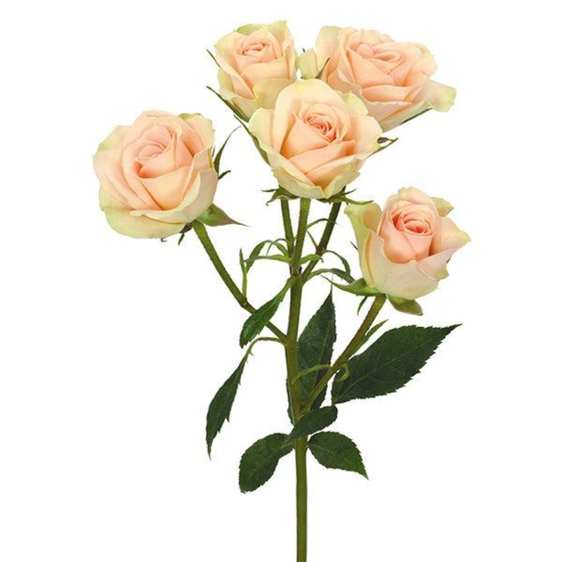 Spray Roses Peach – Bulk and Wholesale