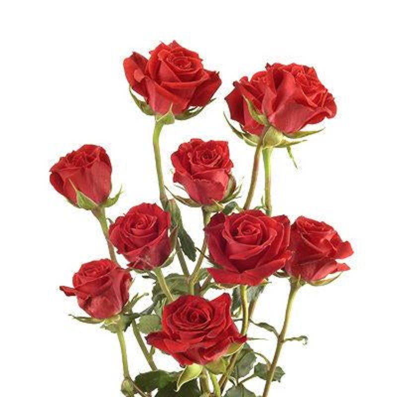 Spray Roses Red – Bulk and Wholesale