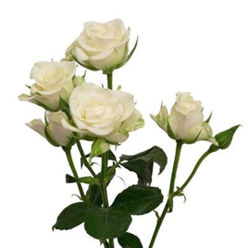 Spray Roses White – Bulk and Wholesale