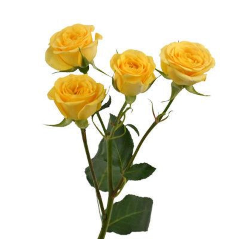 Spray Roses Yellow – Bulk and Wholesale