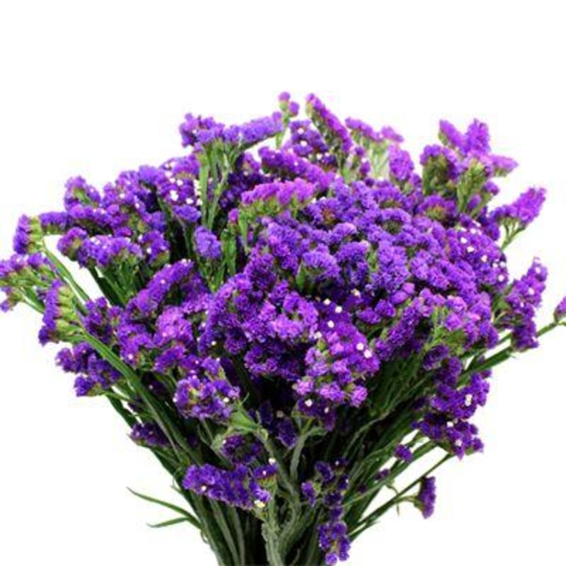 Statice Purple – Bulk and Wholesale