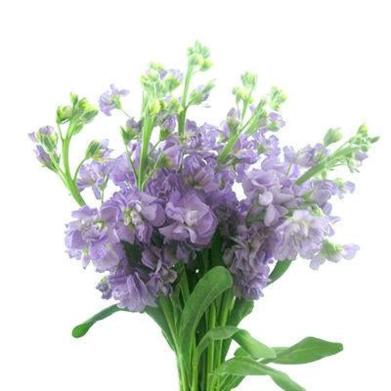 Stock Lavender – Bulk and Wholesale