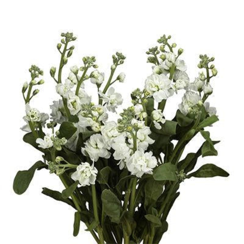 Stock White – Bulk and Wholesale