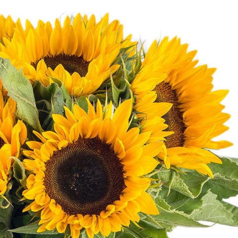 Sunflowers Medium – Bulk and Wholesale