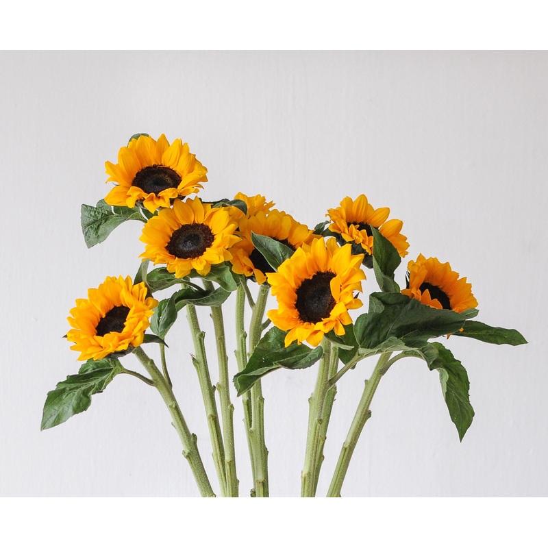 Sunflowers Small – Bulk and Wholesale