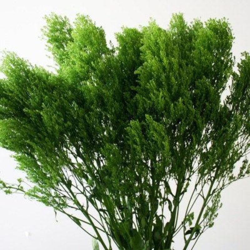 Trachelium Green – Bulk and Wholesale