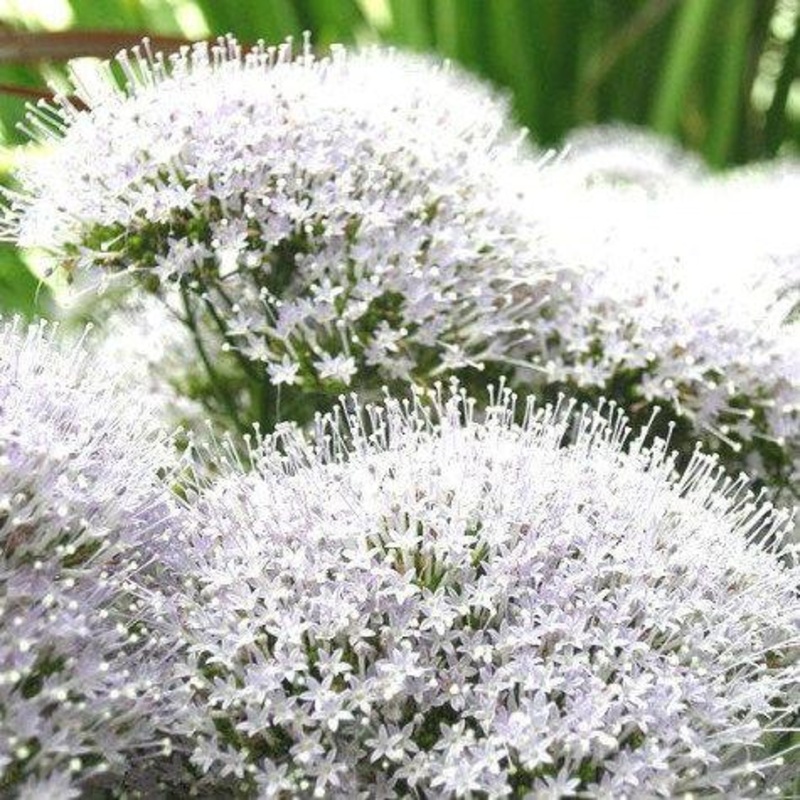 Trachelium White – Bulk and Wholesale