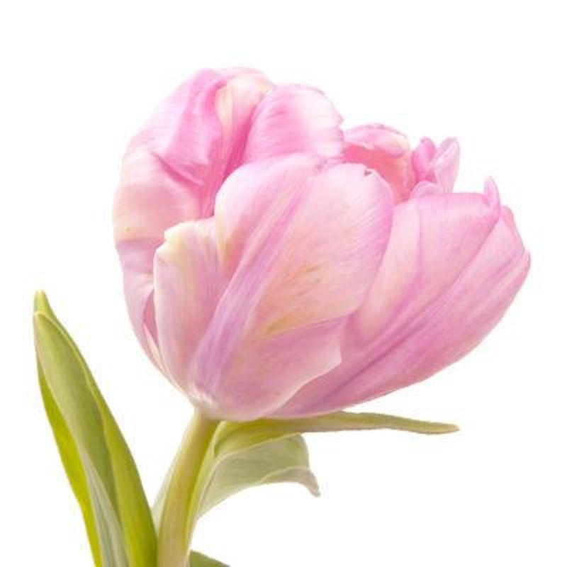 Tulip Light Pink – Bulk and Wholesale