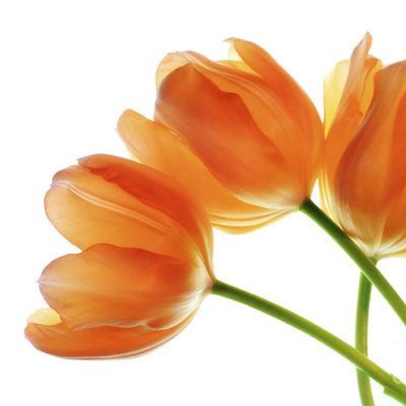 Tulip Orange – Bulk and Wholesale