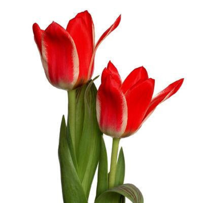 Tulip Red – Bulk and Wholesale