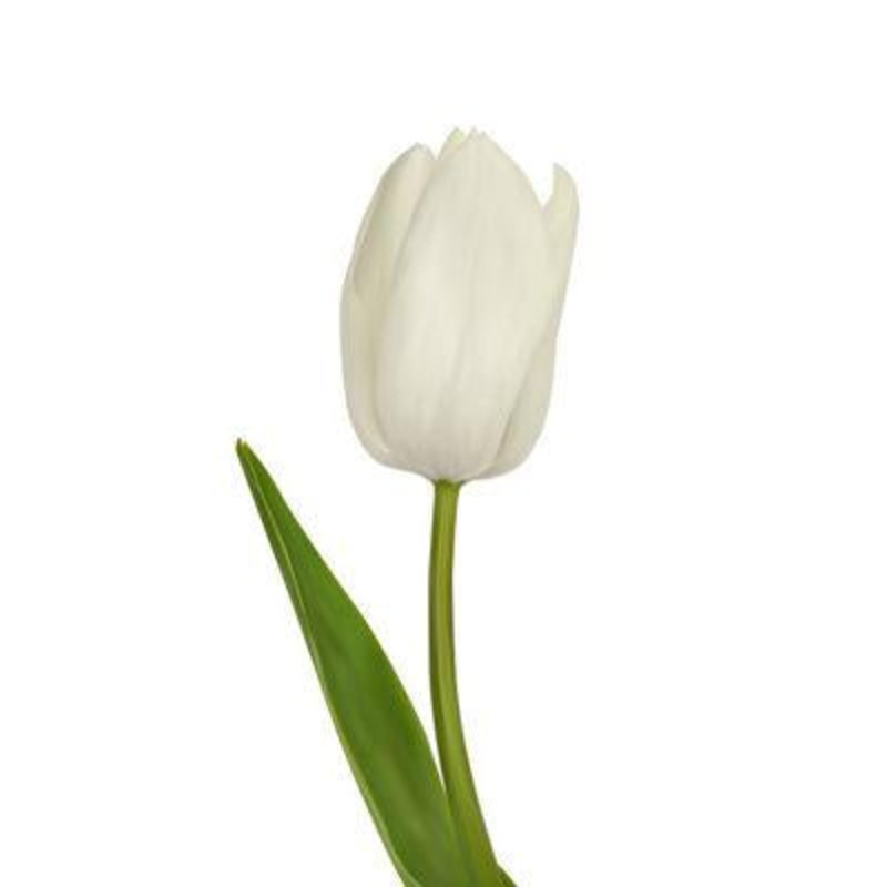 Tulip White – Bulk and Wholesale