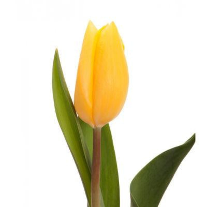 Tulip Yellow – Bulk and Wholesale