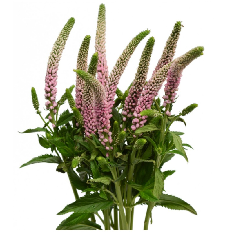 Veronica Pink – Bulk and Wholesale