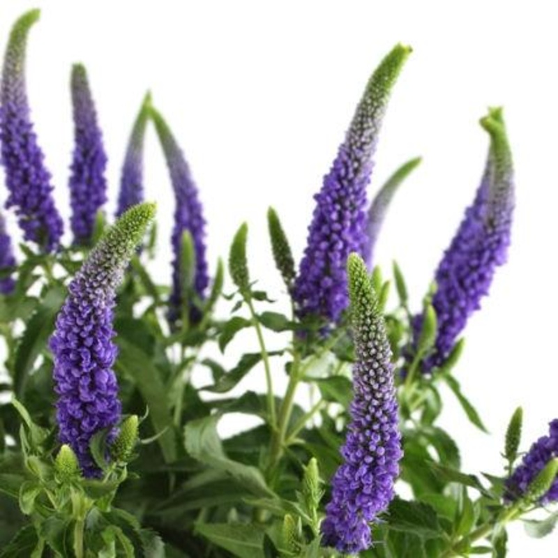 Veronica Purple – Bulk and Wholesale