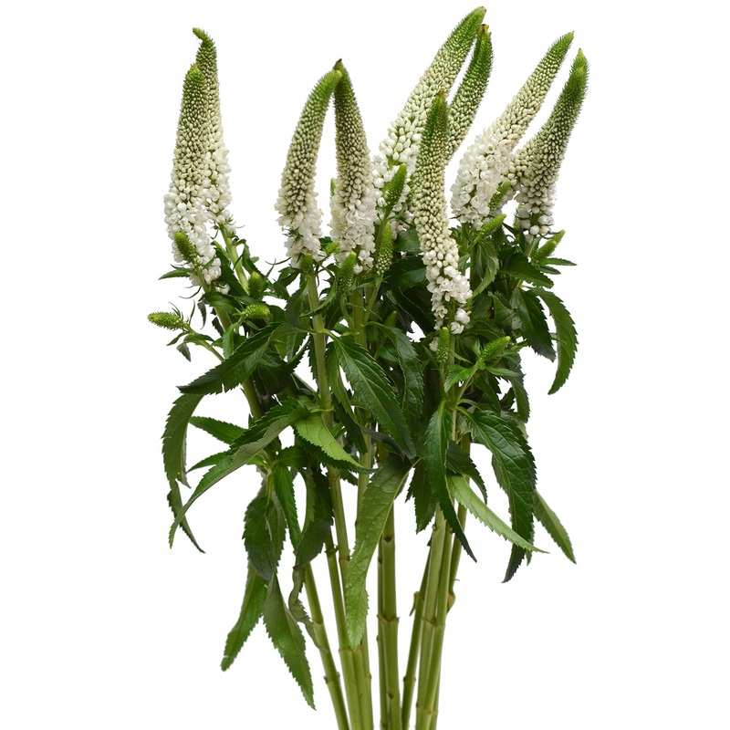 Veronica White – Bulk and Wholesale