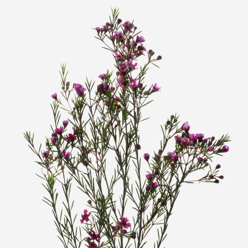 Wax Flower Hot Pink – Bulk and Wholesale