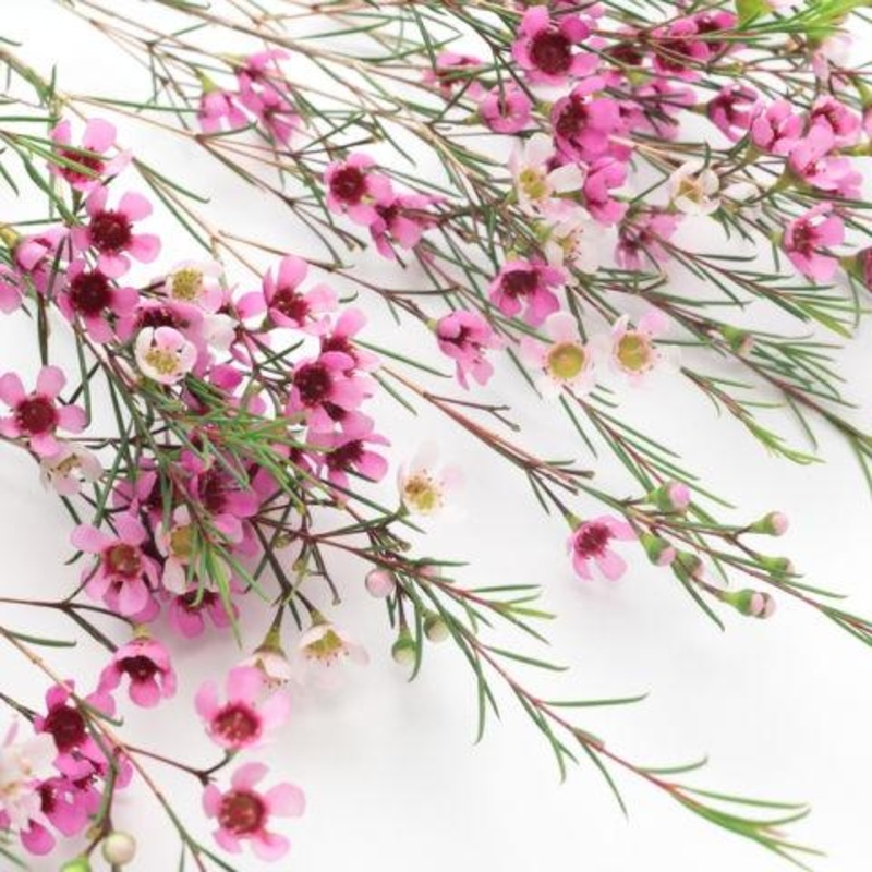 Wax Flower Pink – Bulk and Wholesale