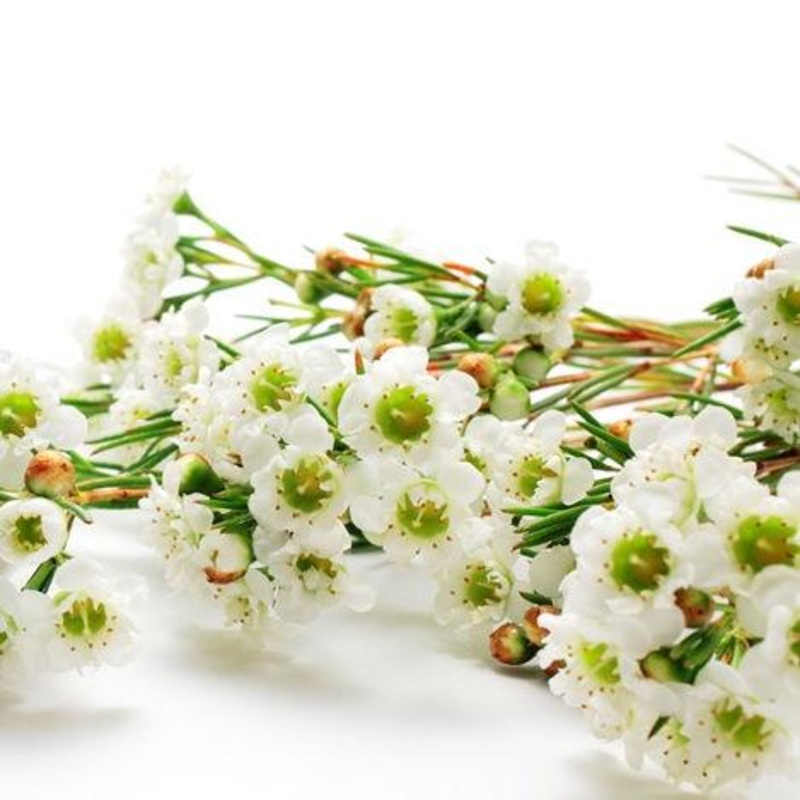 Wax Flower White – Bulk and Wholesale