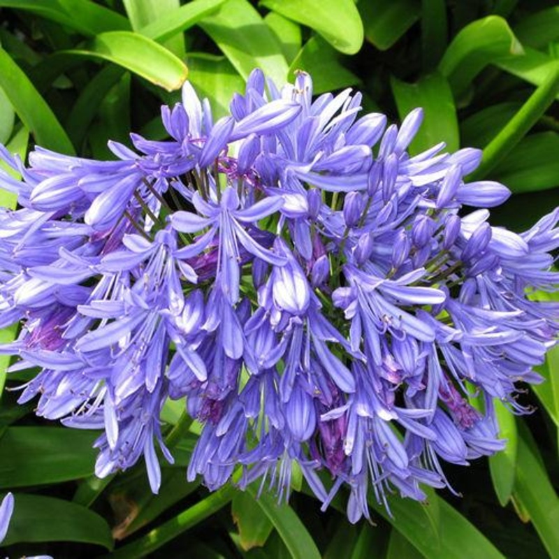Agapanthus Blue – Bulk and Wholesale