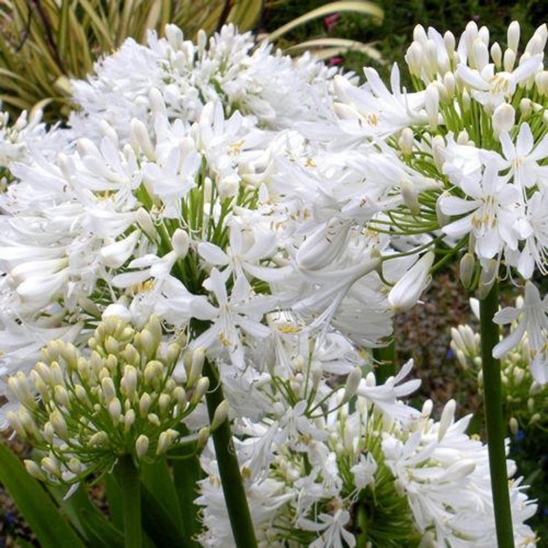 Agapanthus White – Bulk and Wholesale