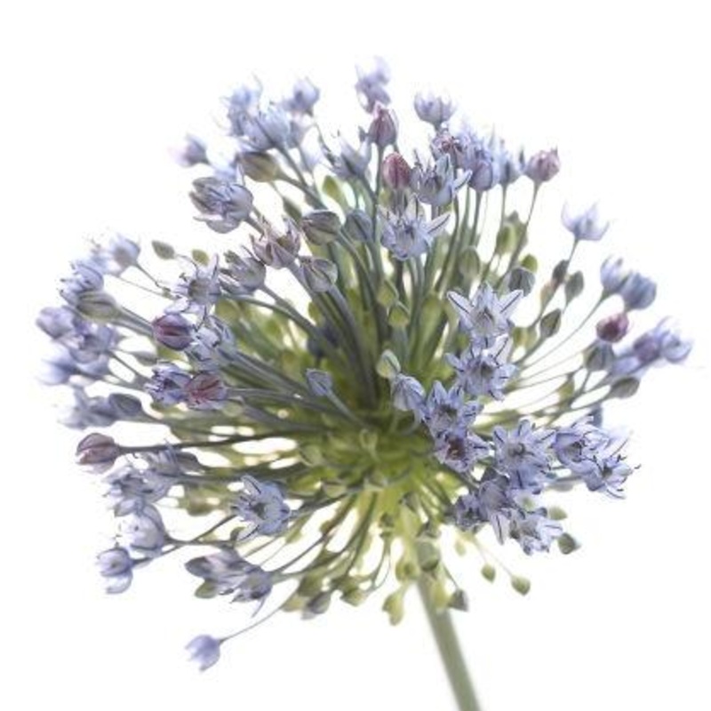 Allium Lavender – Bulk and Wholesale