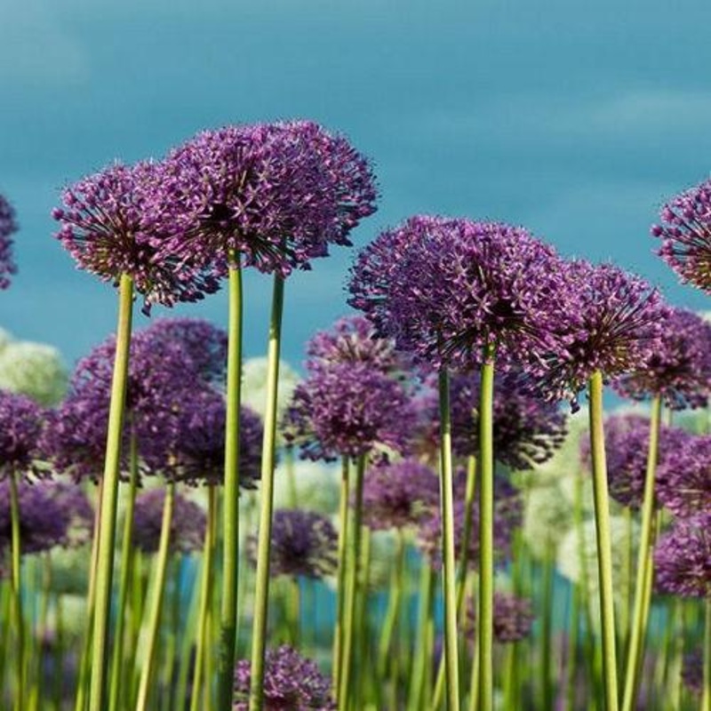 Allium Purple – Bulk and Wholesale