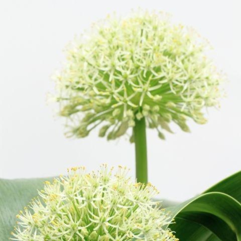 Allium White – Bulk and Wholesale