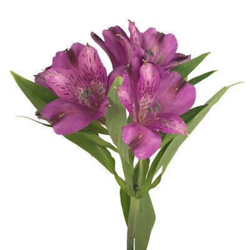 Alstroemeria Purple – Bulk and Wholesale
