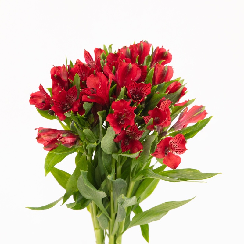 Alstroemeria Red – Bulk and Wholesale