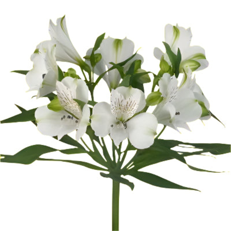 Alstroemeria White – Bulk and Wholesale