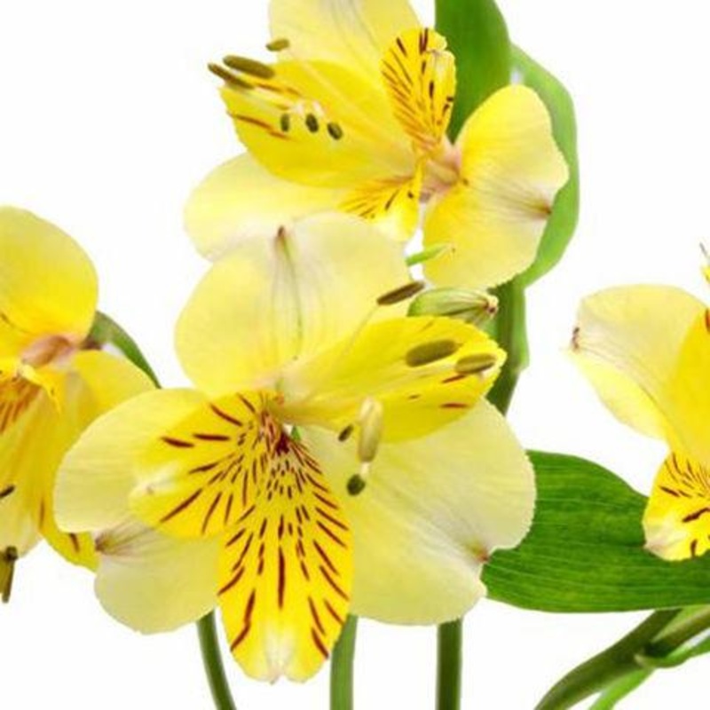 Alstroemeria Yellow – Bulk and Wholesale